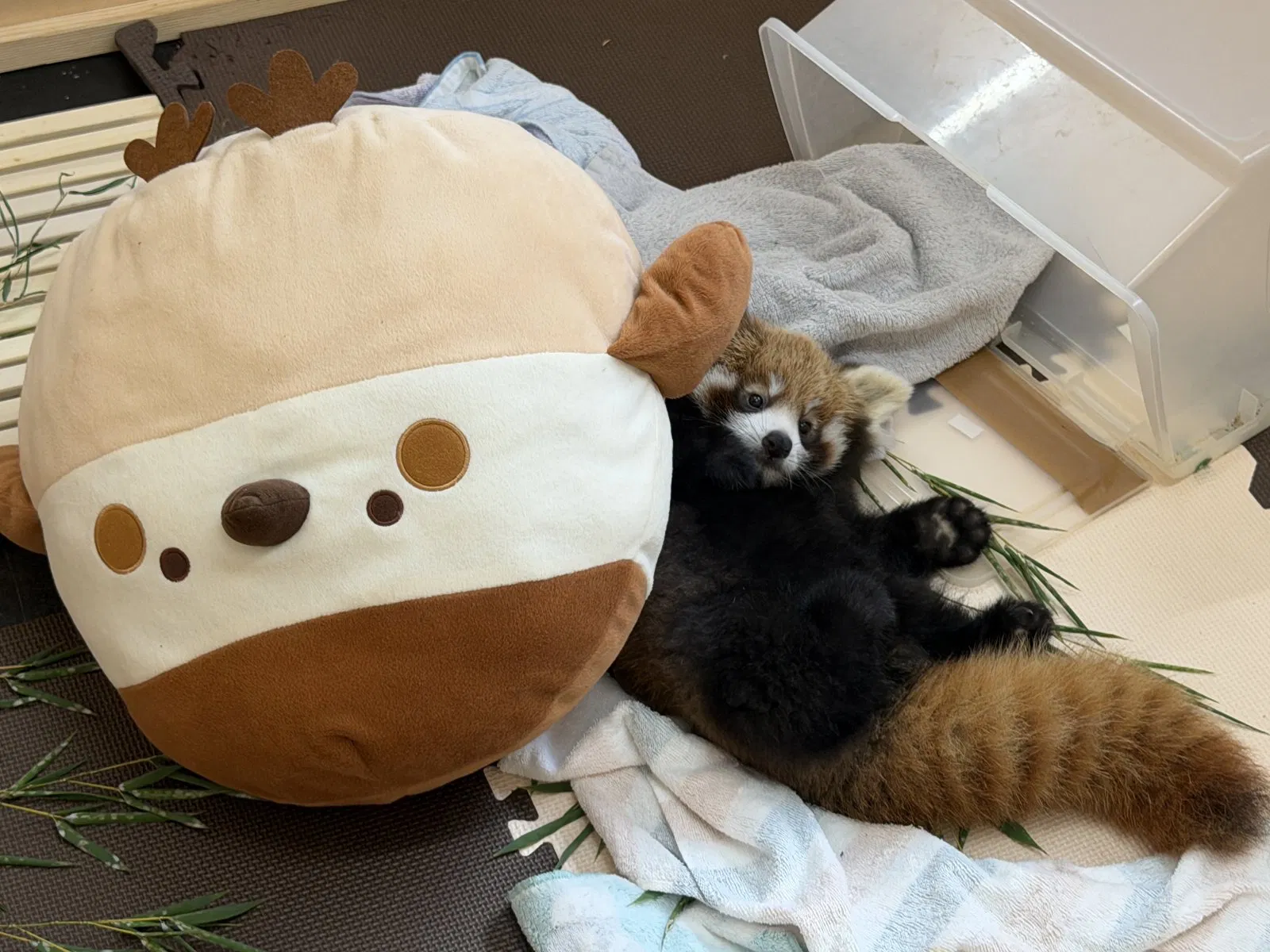 Kano-kun lying beside Suzume-chan, with towels nearby